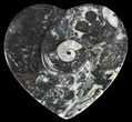 Heart Shaped Fossil Goniatite Dish #61301-1